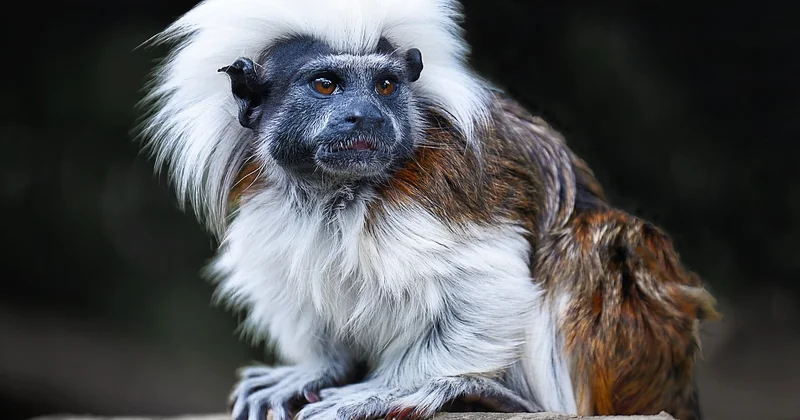 Remplacer le tamarin : ce qui marche et ce qui ne marche pas