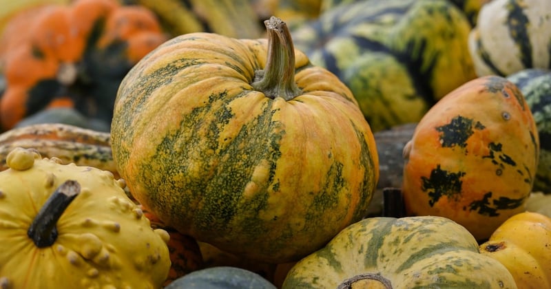 Planter en automne au potager pour récolter au printemps : 7 légumes et leur date limite