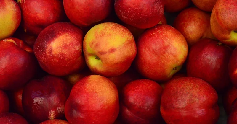 Les pommes : quelle variété choisir, et pourquoi